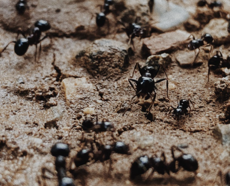 滅蟲公司滅螞蟻– Day Day Clean | 餐廳清潔| 專業滅蟲| 蟲鼠防治